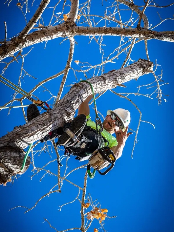 Residential Tree Trimming & Pruning Services | King Tree Service | Tree ...
