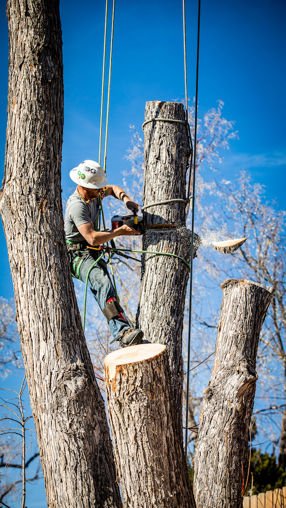 Residential Fire Mitigation Services | King Tree Service | Tree Service ...